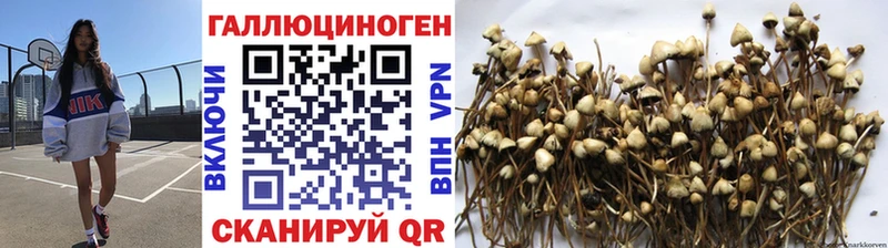 Псилоцибиновые грибы Psilocybe  Купить закладки  Муравленко 